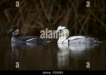 Una coppia di Smew / Zwergsäger ( Mergellus albellus ) in abito di allevamento nuota nascosto nuotare vicino alla banca di un corpo di acqua. Foto Stock