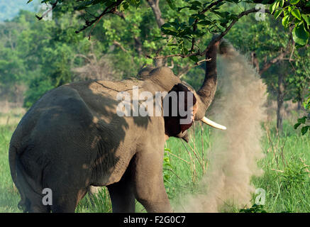 L'immagine dell'Elefante Asiatico (Elephas maximus) è stato girato nel parco di cittadino di Corbett - India Foto Stock