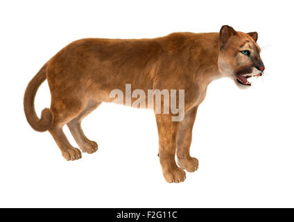 3D render digitale di un gatto grande puma isolati su sfondo bianco Foto Stock