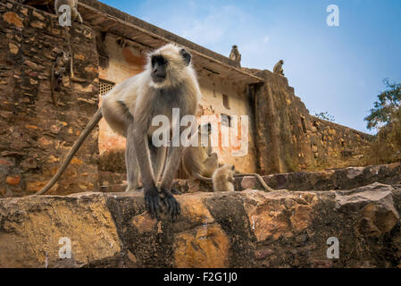 Grigio o Languors monkey all'entrata di Ranthambhore Fort Rajasthan, India. Foto Stock