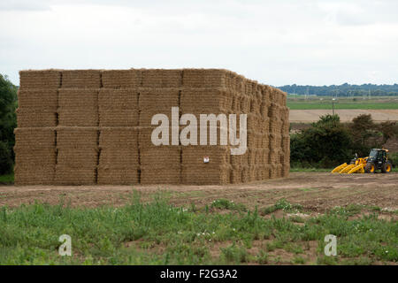 Gigante di balle di paglia impilati su un campo, Bawdsey, Suffolk, Regno Unito. Foto Stock