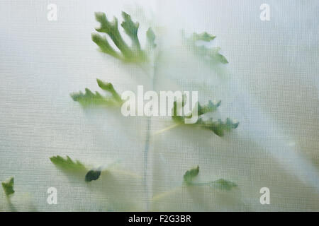 Alberi di fico in un frutteto. Westminster, Maryland, Stati Uniti d'America Foto Stock