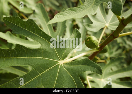 Alberi di fico in un frutteto. Westminster, Maryland, Stati Uniti d'America Foto Stock