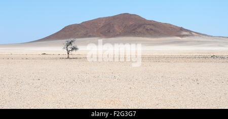 Lone Tree nel deserto del Namib lungo il secco Messum river Foto Stock