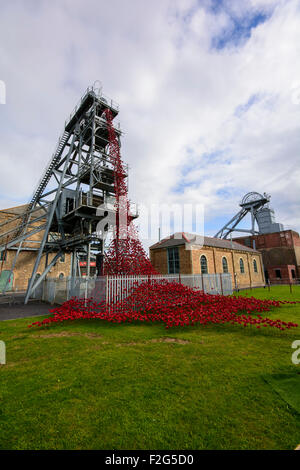 Finestra di pianto Papaveri sul Woodhorn Foto Stock