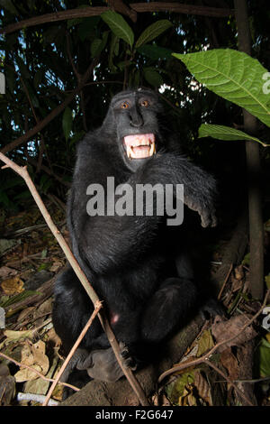 Un Celebes nero macaco crestato da nord Sulawesi mostra i suoi denti per avvisarmi che è scomodo. Foto Stock