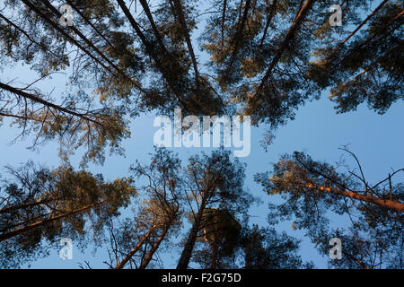 Apertura del cielo blu tra alberi di pino rami nella foresta di Lituania Foto Stock