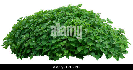 Bella fresca verde albero ornamentale isolati su sfondo bianco Foto Stock