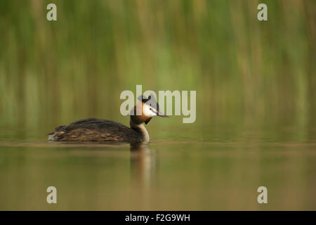 Svasso maggiore / Haubentaucher ( Podiceps cristatus ) nuota su vernally acqua colorata nella parte anteriore del green reed. Foto Stock