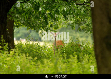 Daini nel bosco Foto Stock