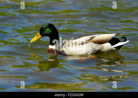 anatra del germano reale Foto Stock