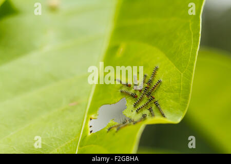 I bruchi sulla foglia verde Foto Stock