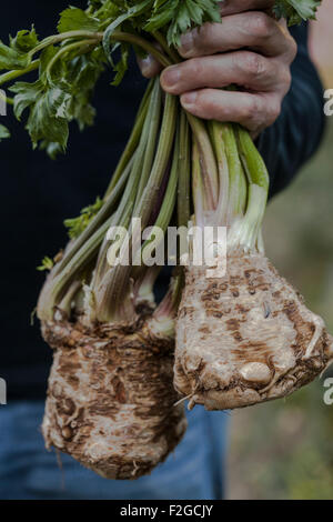 Close-up di verticale di uomo di mano che regge due radici di sedano Foto Stock