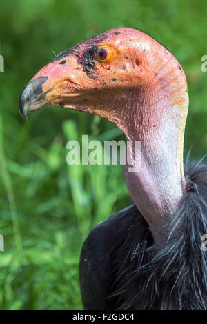 California Condor Standing Closeup ritratto Foto Stock