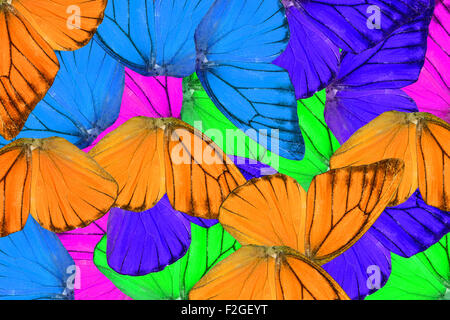 Bella ala dettaglio di Orange Albatross Butterfly (Appias nero) Foto Stock