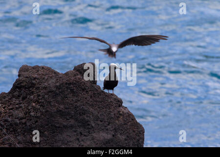 Noddy nero (Anous minutus) arroccato sul mare di pile vicino a spiaggia di sabbia nera a Waianapanapa State Park, Maui, Hawaii nel mese di agosto Foto Stock