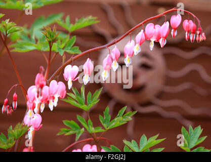 Fioritura, sanguinamenti della pianta del cuore, Dicentra, Lady in the Bath, perenne erbaceo, Lamprocapnos spectabilis, boccioli di Falloppio, perenni, corde rosa. Foto Stock