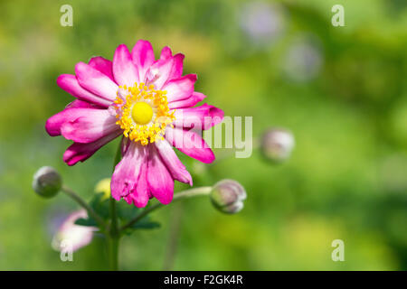 Macro di Anemone Hupehensis var. japonica 'principe Henry' con verde bokeh di fondo Foto Stock