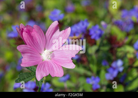 Malva Moschata Rosea con Plumbago in background Foto Stock