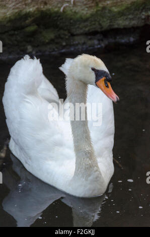 Cigno in un classico pongono noto come musicista di strada (ali metà sollevato il collo e la schiena curva), in un stagno sui motivi di un hotel in th Foto Stock