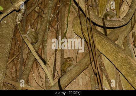 Tre tarsius, tarsier nella struttura in cui essi vivono nella foresta di Tangkoko National Park in Nord Sulawesi - Indonesia Foto Stock