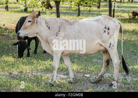 Misto di bovini di razza in Botswana, Africa Foto Stock