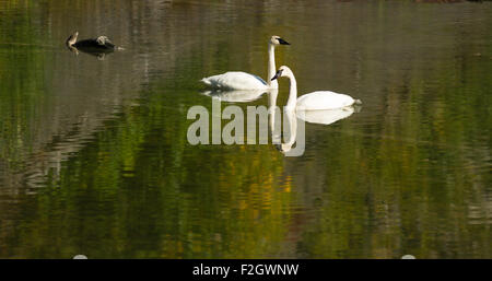 Un lago calmo supporta due Trumpeter Swans durante la caduta in Alaska Foto Stock