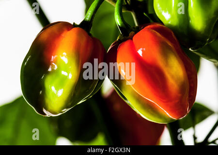Habanero chili chili hot pepper sulla bussola verde giallo rosso raccolto fresco autunno brillantezza alimentare cuocere spezie piccanti sfondo bianco Foto Stock
