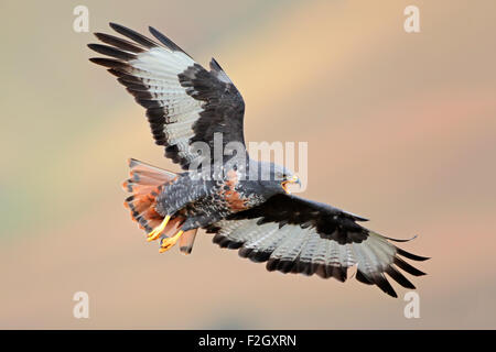 Jackal poiana (Buteo rufofuscus) in volo con ali teso, Sud Africa Foto Stock