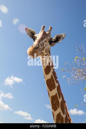 La giraffa nella parte anteriore del monte Kilimanjaro Foto Stock