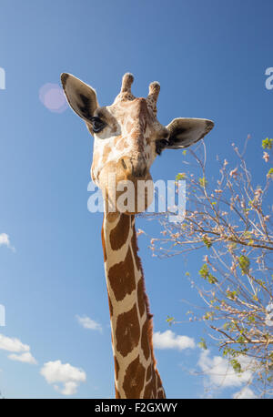 La giraffa nella parte anteriore del monte Kilimanjaro Foto Stock