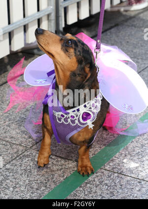 Cani al Hophaus Teckelrennen (Bassotto gara) in Melbourne, Australia Settembre 19, 2015. Foto Stock