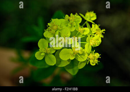 Euphorbia palustris Bog fiori di euforbia in primo piano Foto Stock