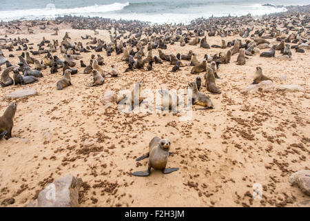 Capo le foche (pinnipedia) sulla guarnizione di tenuta di riserva la Skeleton Coast in Africa Foto Stock