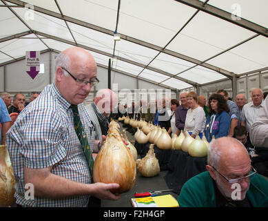 A giudicare dalle candidature vincitrici, cipolle in mostra a Harrogate, Yorkshire, Regno Unito. Settembre 2015. Le attrazioni dell'Harrogate Annual Autumn Flower Show includono la gara di verdure a cipolla gigante, classificata come uno dei tre principali eventi di giardinaggio della Gran Bretagna. Foto Stock