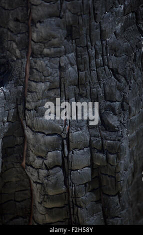 Close up di un nero di legno bruciato Foto Stock