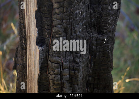 Close up di un nero di legno bruciato Foto Stock