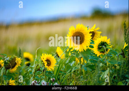Girasoli, o Helianthus, in un campo in tarda estate Foto Stock