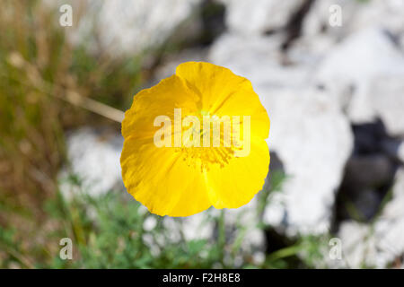 Foto di Papaver alpinum kerneri fiore nella campagna slovena Foto Stock