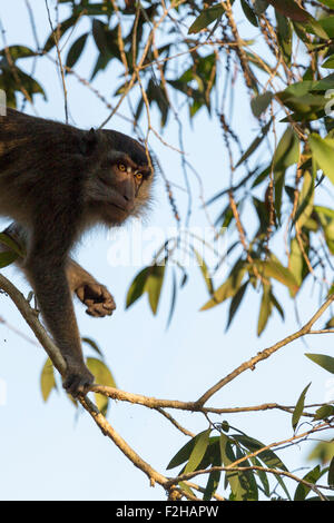 Lunga coda Macaque maschio adulto nella struttura ad albero Foto Stock