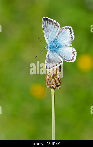 Chalkhill blue butterfly (Polyommatus coridon), Regno Unito Foto Stock