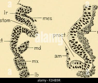 Embriologia di insetti e myriapods; la storia evolutiva degli insetti, millepiedi e millepedes da uovo desposition [!] t Foto Stock