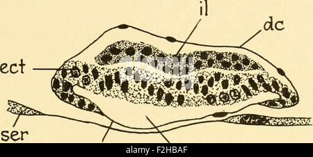 Embriologia di insetti e myriapods; la storia evolutiva degli insetti, millepiedi e millepedes da uovo desposition [!] t Foto Stock