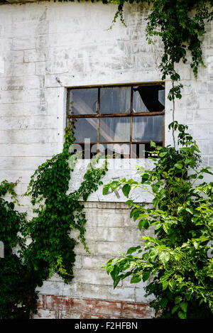Vetro rotto e vigneti su bianco in disuso brick warehouse, Bay Coast Railroad, Cape Charles, Virginia Foto Stock