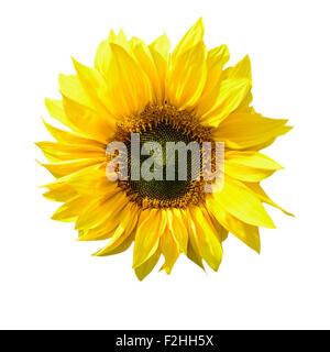 Girasole isolato su sfondo bianco con un tracciato di ritaglio Foto Stock