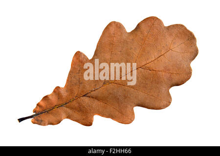 Singola foglia di quercia, nitidi e puliti, di grandi dimensioni Foto Stock