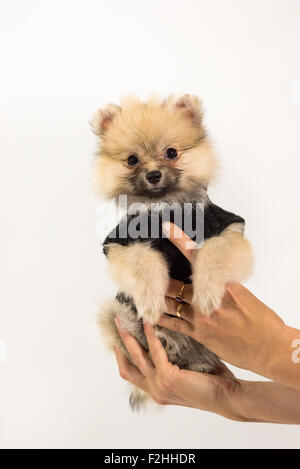 Grazioso cucciolo di Pomerania a portata di mano Foto Stock