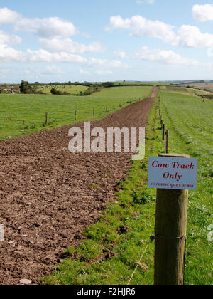 Mucca via attraverso i terreni agricoli, Devon, Regno Unito Foto Stock