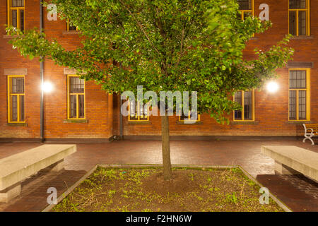 Un albero in uno dei cortili interni alla Scuola di Studi sui Media & Information Technology 'F' edificio all'Humber College. Foto Stock
