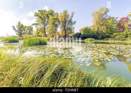 Piacevole fine della giornata estiva vicino al fiume Dnieper con Nuphar lutea ninfee e Typha latifolia reeds nell'acqua. Alberi io Foto Stock